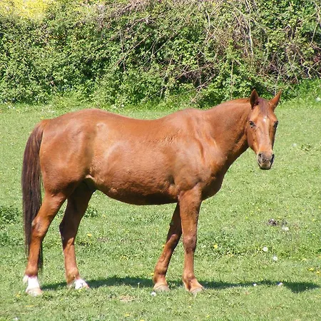 Appart hôtel Les Golf - Self-catering Belleme