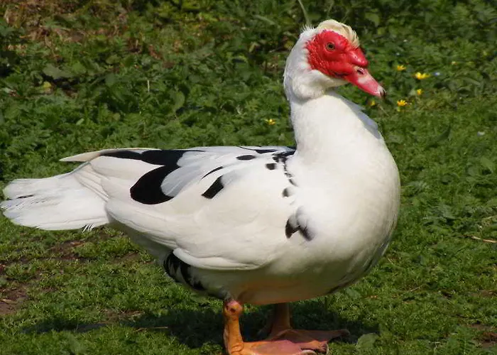 Les Golf - Self-catering Apart Otel 3*