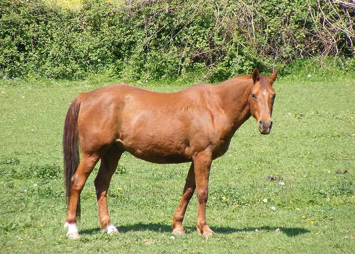 Appart hôtel Les Golf - Self-catering Belleme